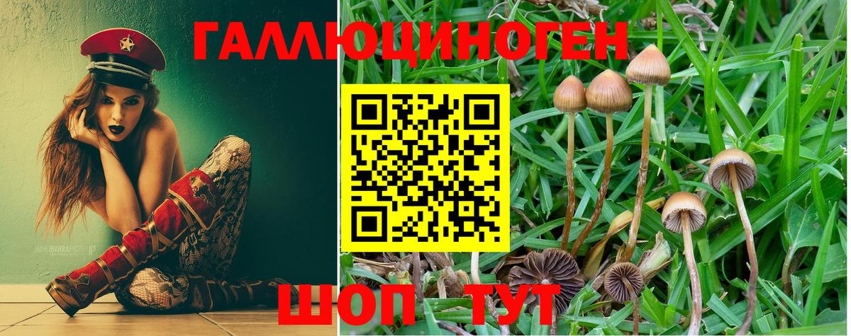 Псилоцибиновые грибы Psilocybe  Галлюциногенные грибы GOLDEN TEACHER  Бор  Вход с VPN 